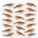 MasterPro 20pcs 6.5cm Transparent Shrimp Soft Plastic Fishing Lures