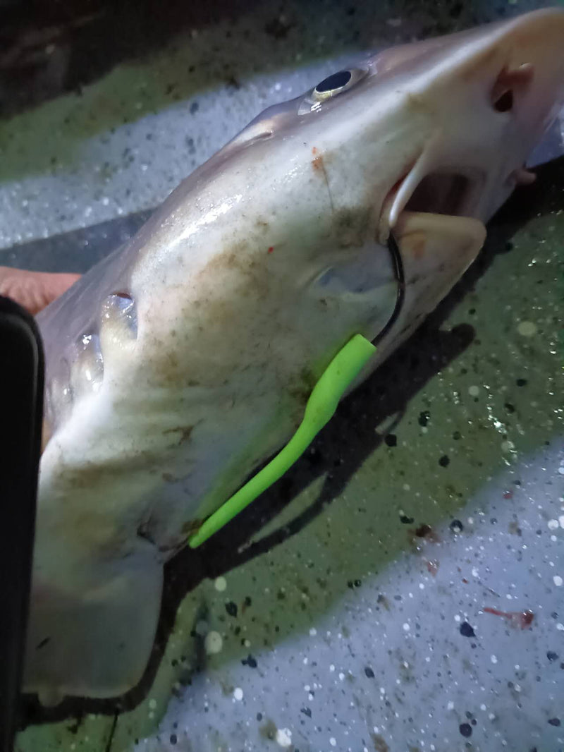 Port Phillip Bay Best Snapper Rig Setup Land Based Gummy Shark Rig