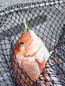 10X Masterpro Reef & Snapper Running Lumo Fishing Skirt Rigs Double Octopus Hooks - Bait Tackle Direct