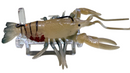 MASTERPRO 9cm Pre-Rigged Hollow Craw Lures | Realistic Egged Design | 3 Pack + FREE Tackle Box