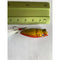 5 X Fishing Small Size Popper Lures For Estuary Surface Fishing Bream Whiting.A - Bait Tackle Direct